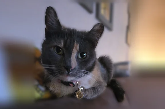 Lost cat, Roslyn Road, 4, Roslyn Heights, Arlington — female calico with a grey mark on the nose - photo
