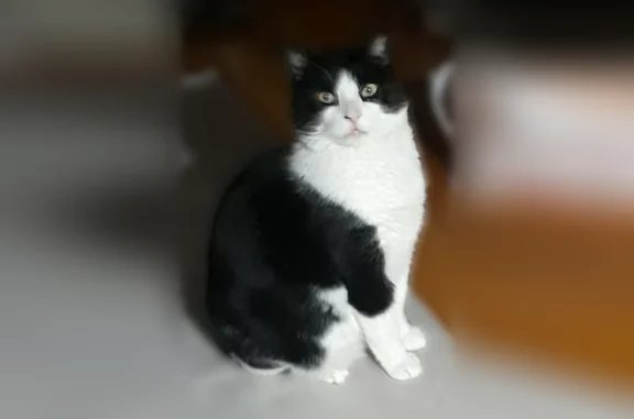 Lost cat, Searles Road, Dundalk - black and white tuxedo with a cloudy white eye - photo