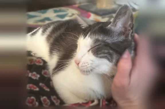 Missing cat Peoria, photo: Lost cat, North Ohio Avenue, 527, Morton, Peoria - male, dark bow tie collar