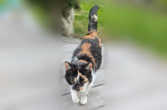Chat trouvé, Rue Esnault Dufre...