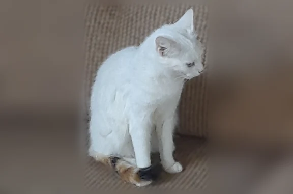 Chat perdu, femelle, Rue du Clos Guéguen, 2, Hillion - blanche, yeux de deux couleurs - photo