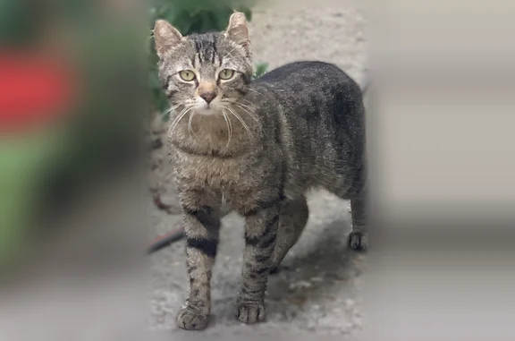 Animaux perdus et trouvés Montigny-lès-Cormeilles, photo: Chat trouvé, Rue de la Résistance, 3, Montigny-lès-Cormeilles - petit tigré gris noir, moustaches blanches
