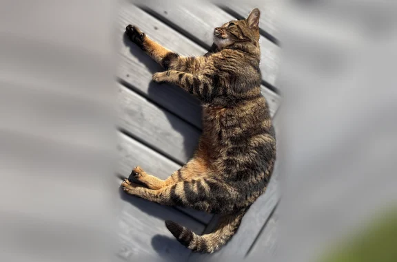 Chat tigré