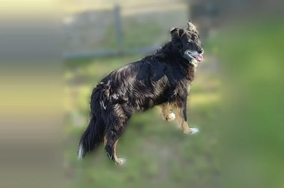 Perdu chien femelle, Arles, Provence-Alpes-Côte d'Azur, Paris - border collie noir - photo