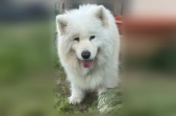 Chien perdu, Rue de Louge, 2, Muret - femelle samoyède - photo