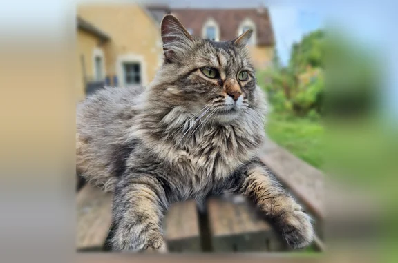 Animaux perdus et trouvés Rémalard, photo: Chat perdu mâle, Chemin de l'Hôtel Marteau, 3, Rémalard - chat castré et pucé