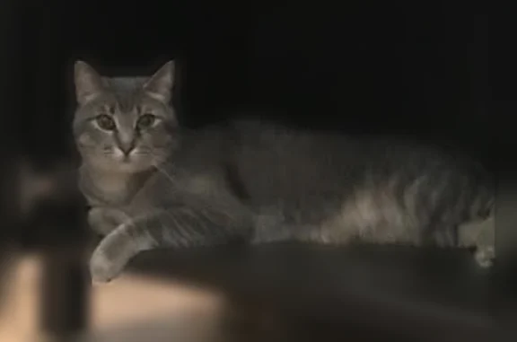 Lost pets Euless, photo: Lost cat, Oakmont Drive, 2409, Euless - male gray tabby, shy and friendly