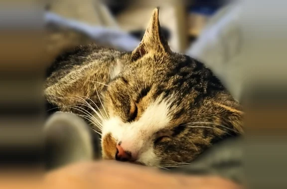 Chat perdu mâle, Avenue Beauregard, 10,12, Annecy - tigré, tache sur le nez - photo