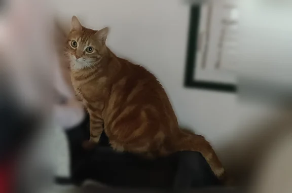 Chat perdu, Rue des Berlurettes, Vierzon, Paris — mâle, roux foncé - photo