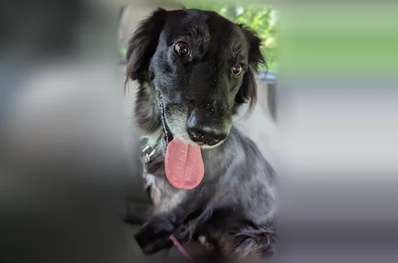 Chienne noire avec le bout des pattes blanches, yeux marrons, taille moyenne grande. Très joueuse et tres amicale.