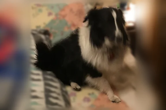 Lost dog, Poplar Street, Leavenworth - female, black and white sheltie - photo