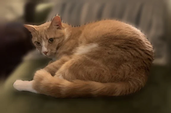 Lost cat, Charlotte - orange and white tabby, very friendly - photo