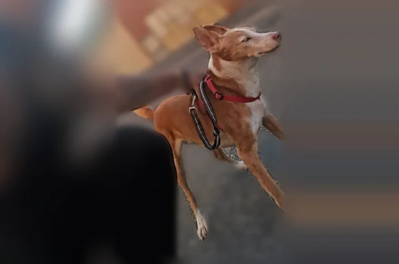 Chien perdu mâle, Bois des Noyers, Nîmes - harnais rouge - photo