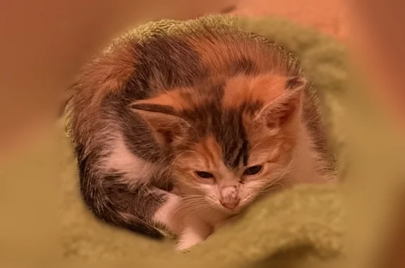 Found cat, Arnold Street, 2711...