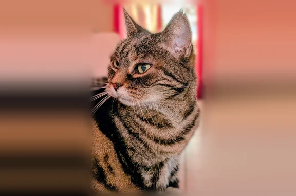 Chatte de 15 ans, tigrée, un peu craintive, surtout si elle ne connaît pas la personne.