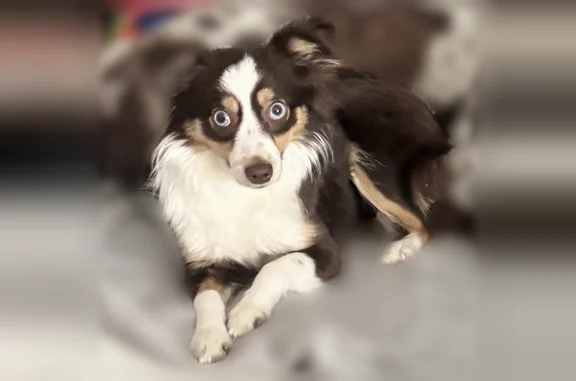 Lost dog, Oak Meadow Drive, Grand Prairie, San Antonio - female toy mini aussie, blue eyes - photo
