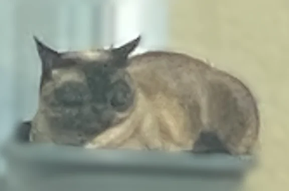 Perdu chat femelle, Route de Vatan, Graçay, Paris - œil droit abîmé - photo