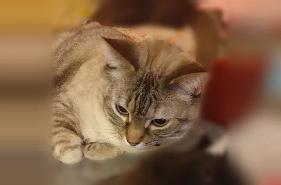 Chat perdu femelle, Rue Corneille, 7, Narbonne, Perpignan - répond au nom Bouboune - photo