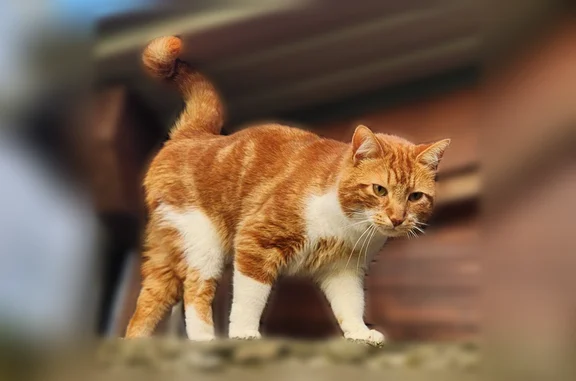 Animaux perdus et trouvés Nantes, photo: Chat perdu mâle, Rue Félibien, 8, Nantes - roux, blanc sur le ventre, sociable