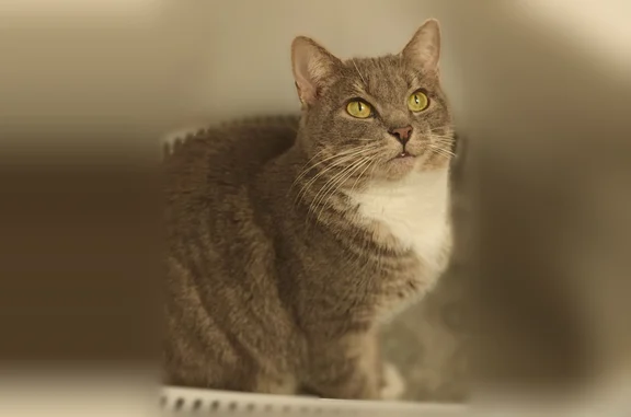 Missing cat Wynantskill, photo: Lost cat, female, Snyders Lake Road, 123-131, Wynantskill - grey tabby with a white triangle on chest