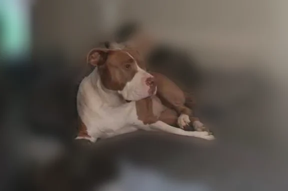 Lost dog, Wildlife Drive, 14806, Magalia - female, very friendly - photo