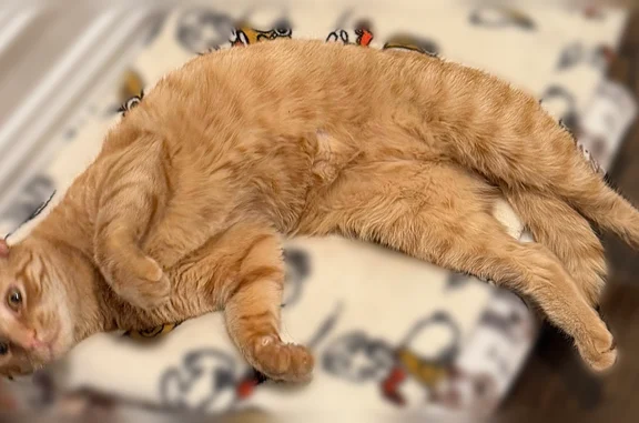 Lost cat, Princess Street, 150, Hicksville - male, orange, long, skinny - photo