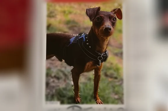 Lost dog, North California Street, 601, Stockton - male miniature pinscher, skittish and timid - photo
