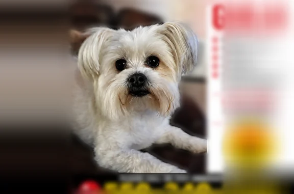 Lost dog, North Fresno Street, 3687, Fresno - female, curled tail - photo