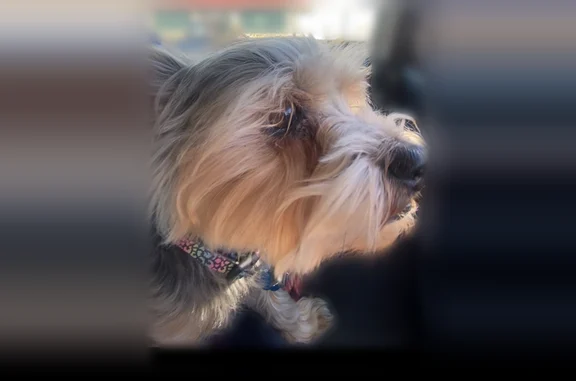 Lost dog, South El Capitan Way, 3548, Summerlin South - photo