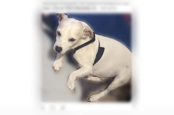 Lost dog, Edendale Road, 3924, Columbus - 17-year-old white Jack Russell - photo