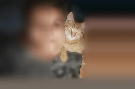 Lost cat, Sandy Hollow Road, Rockford - orange tabby male - photo