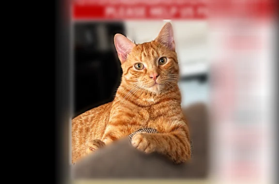 Lost cat, Woodruff Avenue, 40, Brooklyn - male, orange, green eyes - photo