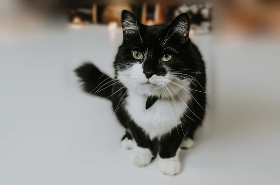Missing cat Indianapolis, photo: Lost cat, Lemans Court, 1318, Indianapolis - male, black and white, medium hair