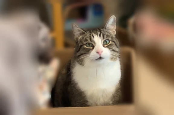 Missing cat Indianapolis, photo: Lost cat, Lemans Court, 1318, Indianapolis - male, white and tabby, short hair
