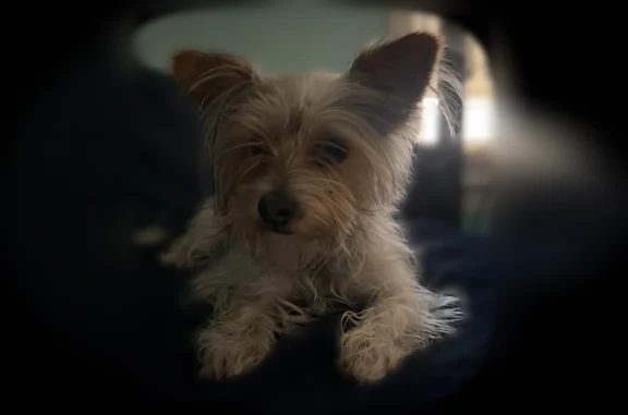 Lost dog, East Evans Street, 549, San Bernardino - female, sweet and energetic - photo