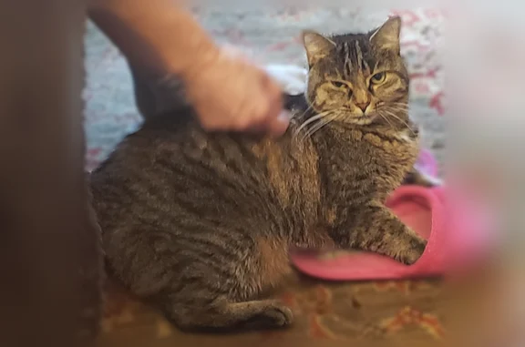 Missing cat New York, photo: Lost cat, Battery Avenue, 67, New York - female, answers to Sasha