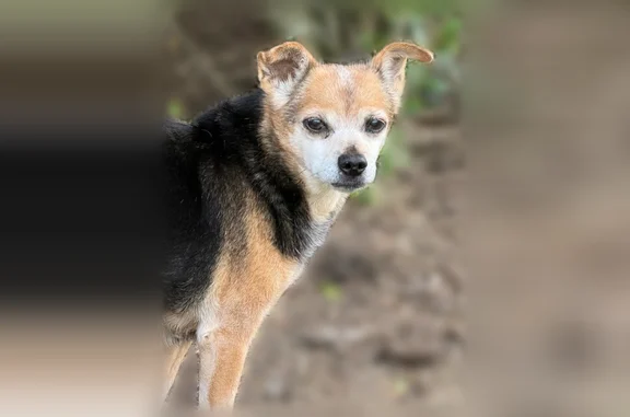 Missing dog Harrisonburg, photo: Lost dog, Court Square, Harrisonburg - female Chihuahua mix with Jack Russell