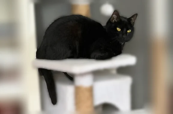 Lost cat, Platt Street, 170, Bridgeport - female with a purple flea collar - photo