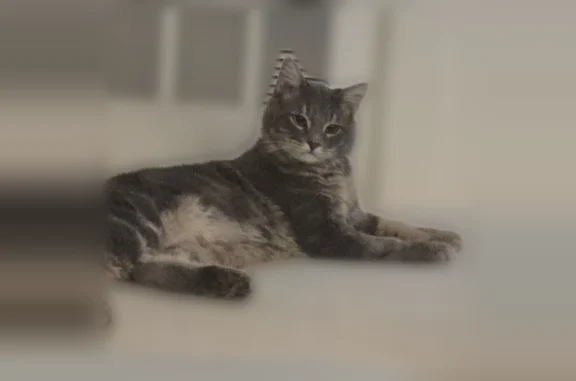 Lost cat, 182, Salt Lake City, Salt Lake City - male, gray tabby with a fluffy tail - photo
