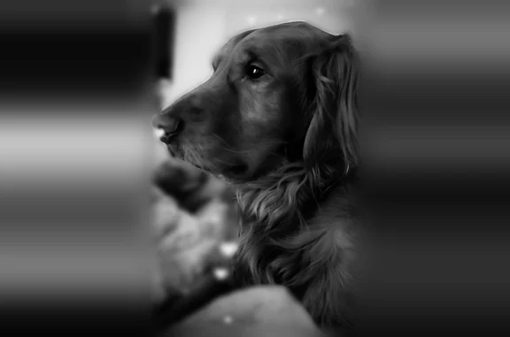 Lost dog, East Twain Avenue, 454, Las Vegas - photo