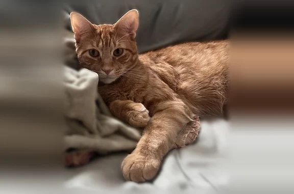 Lost cat, Seneca Park Place, 2408, Bexley - very friendly - photo