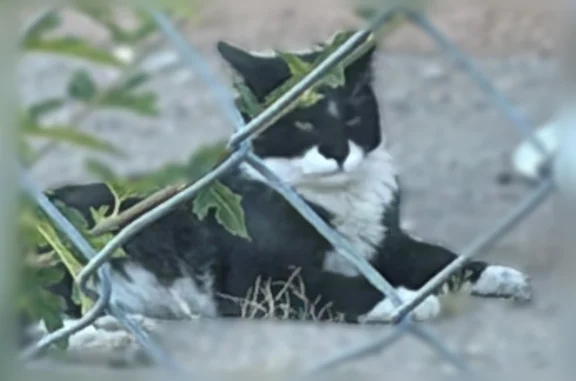 Found cat, John Street Southea...
