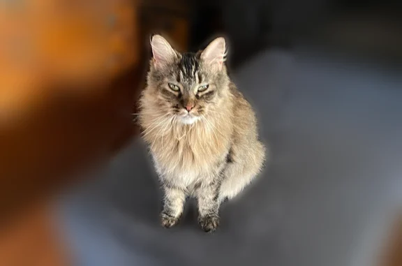 Missing cat Attleboro, photo: Lost cat, Frenier Avenue, Hebronville, Attleboro
