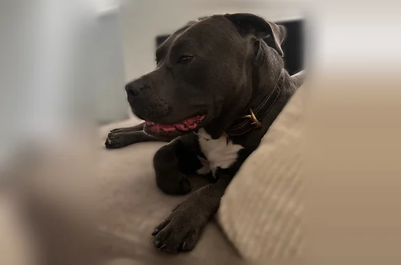 Lost dog, North Main Street, 975, Akron - photo