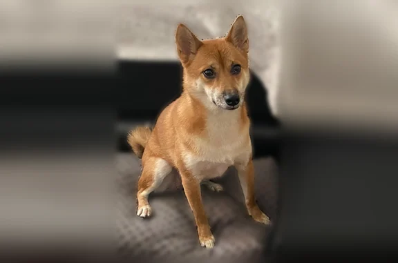 Lost dog, Englewood, New Jersey, Arlington - female, red/brown with white on belly - photo