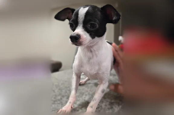Found dog Dallas, photo: Found dog, Maverick Avenue, Dallas - black and white