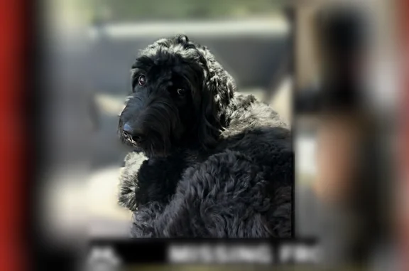 Lost dog, Mobile - black coat, very timid - photo