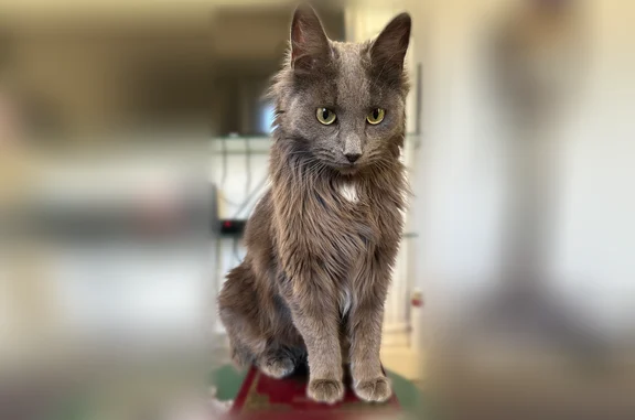 Animaux perdus et trouvés Antibes, photo: Chat perdu, Avenue Cyrille Besset, 73, Antibes - femelle, tache blanche