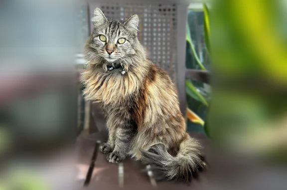 Missing cat Arlington, photo: Lost cat, Linda Avenue, 650, La Habra, Arlington - male, neutered, microchipped, black collar with bell