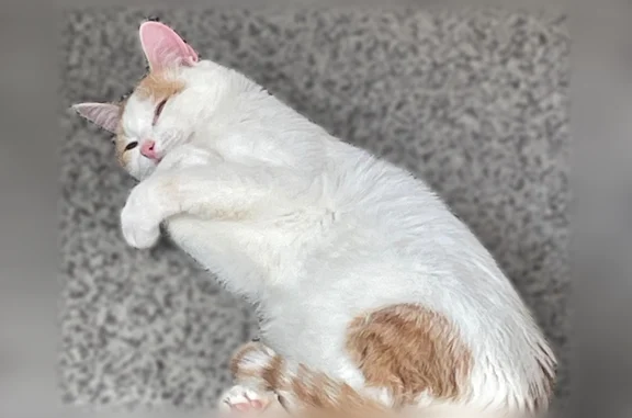 Missing cat Bedford, photo: Lost cat, Brown Trail, 824, Bedford - small, skittish, bunny-like